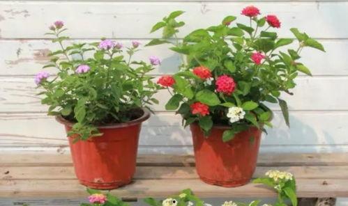 大盗最新英雄爆料视频,神秘面纱下的传奇风采  第3张